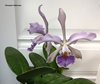 Cattleya Whitei coerulea ( Cattleya schilleriana X Cattleya warneri)